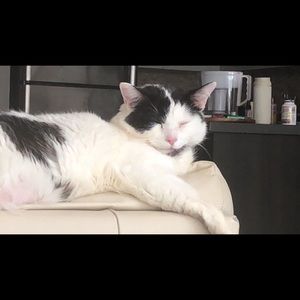 Meet your Posher, Ying